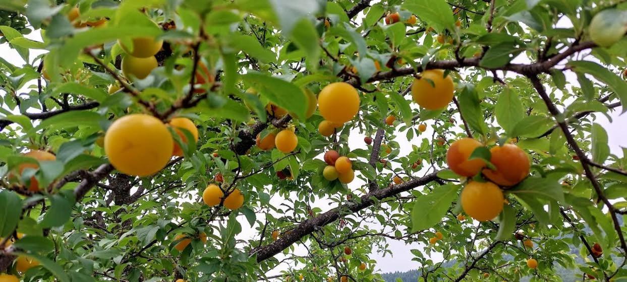 Appartamento A Casa Da Rapariga De Cabelo Azul Manteigas Esterno foto